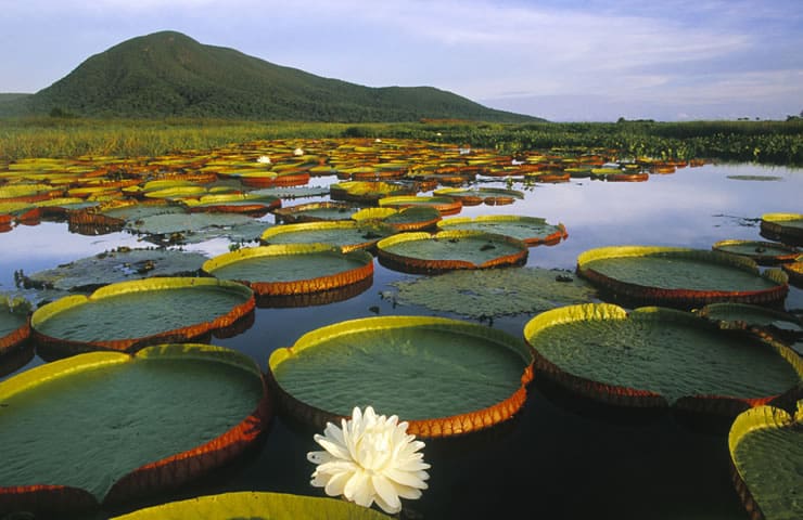 Pantanal