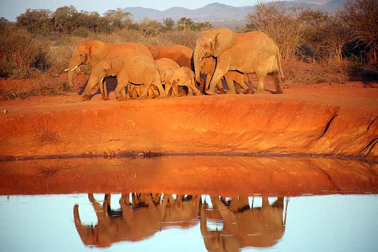 Madikwe Game Reserve