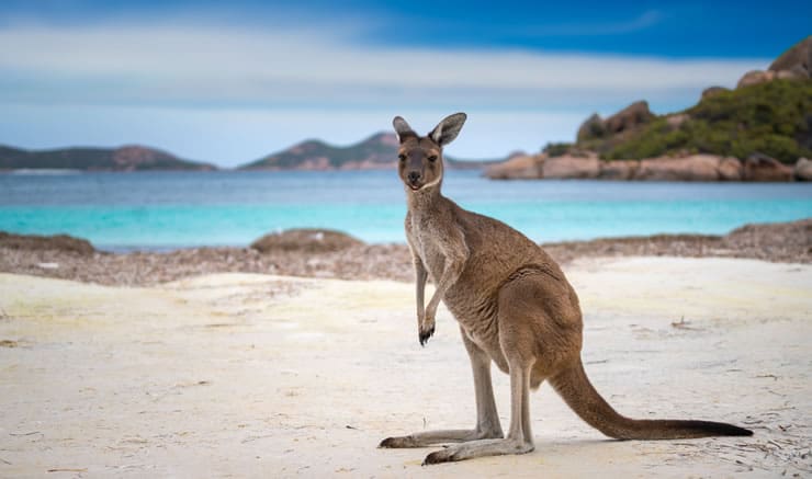 Cotação seguro viagem para a Oceania