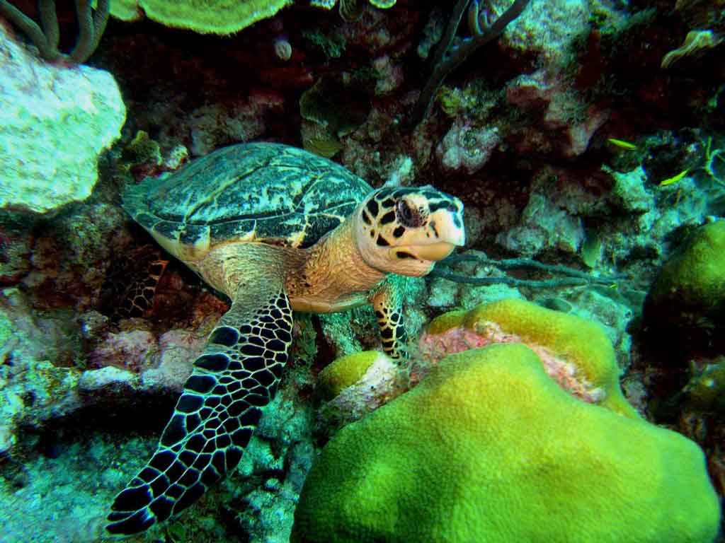 Mergulho na Ilha de San Andrés, na Colômbia