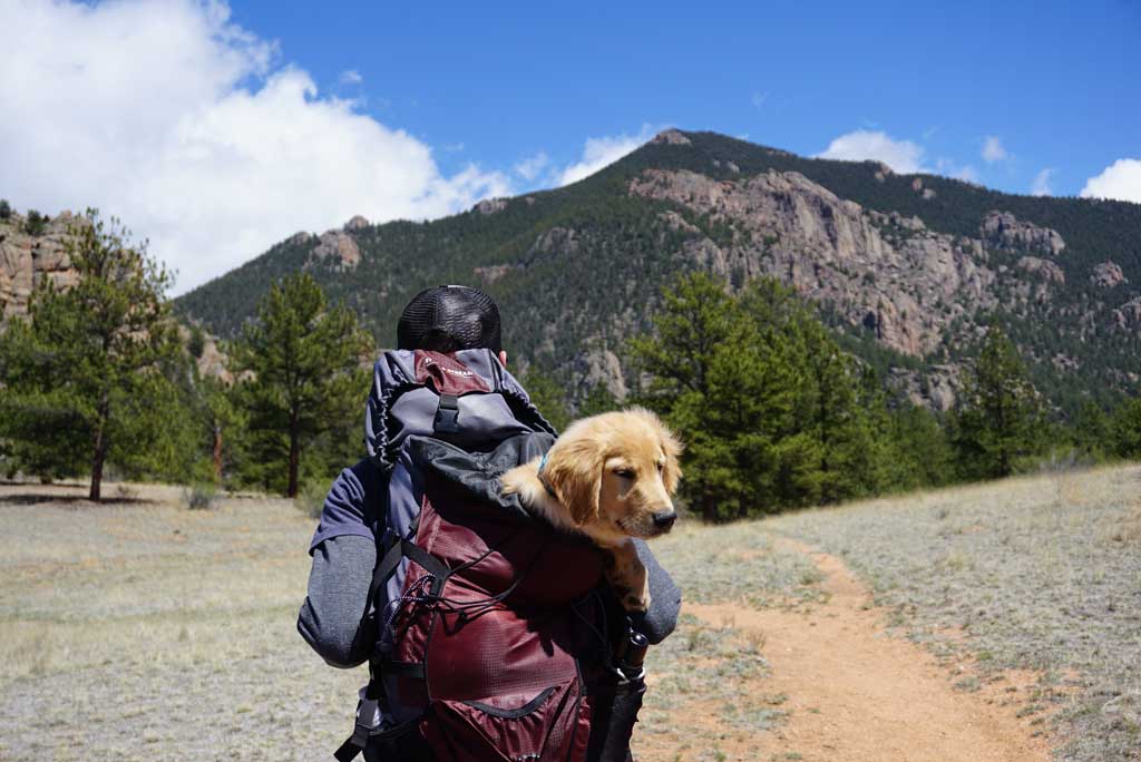 Viajar com animais