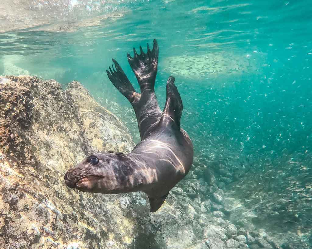 Mergulho com foca