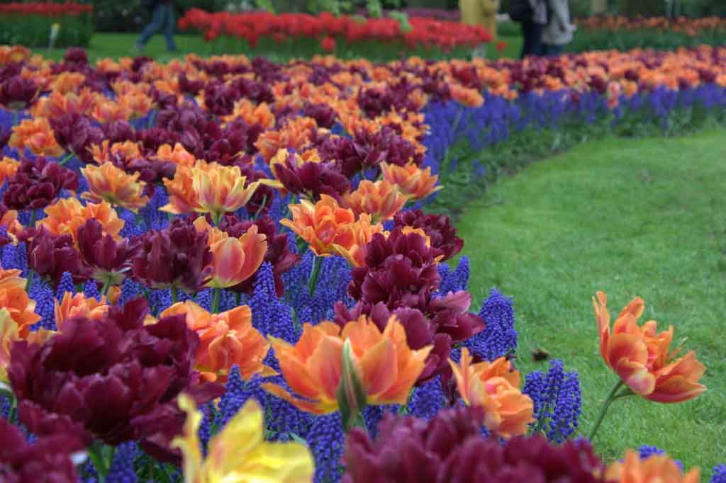 Jardim de Keukenhof