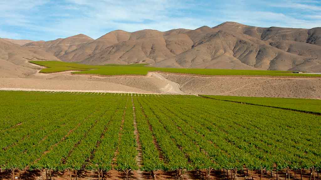 Vinícolas de Santiago: melhor época