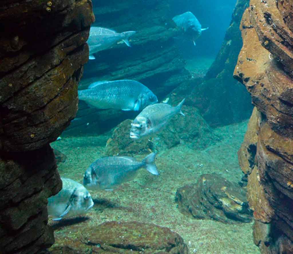 roteiro lisboa Oceanário de Lisboa