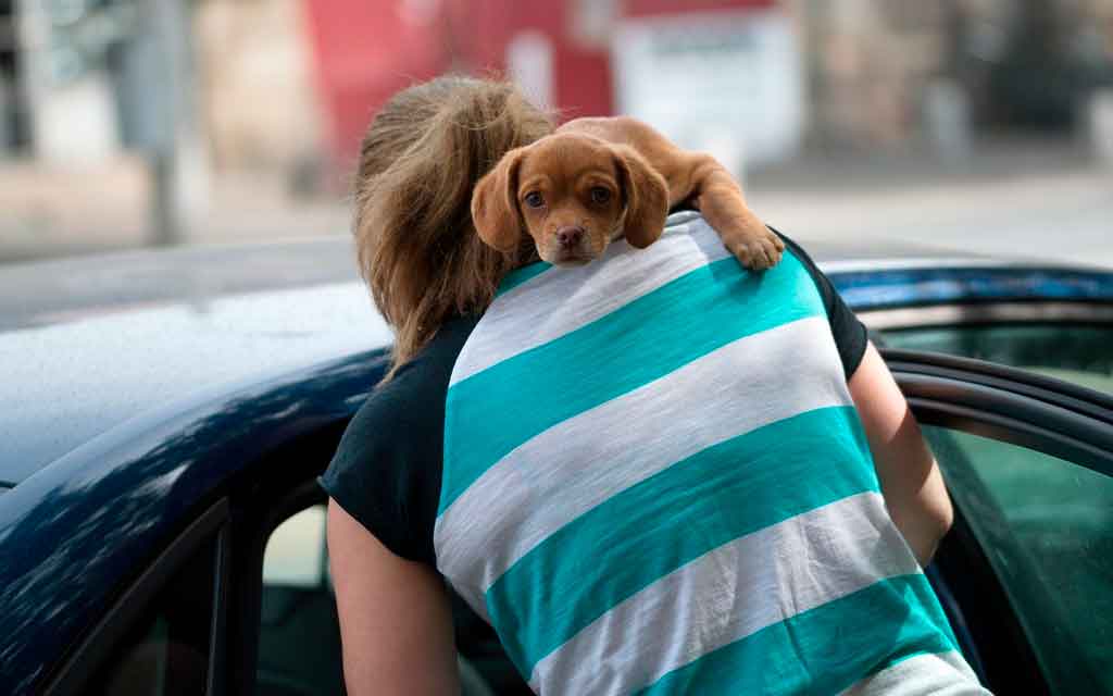 Viajar de carro com cachorro