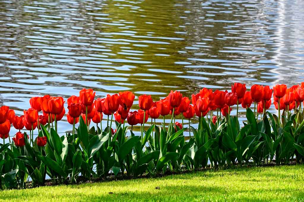 Parque Keukenhof barco