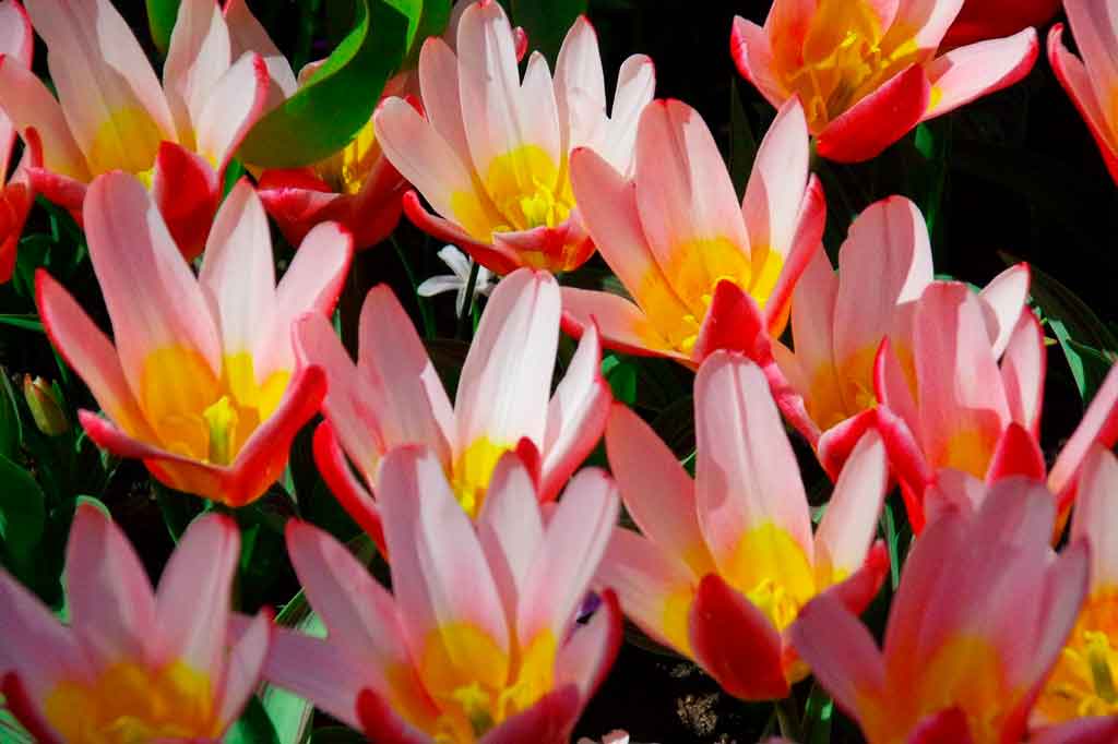 Parque Keukenhof pavilhão para exibição de flores