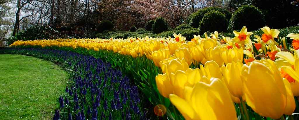 Parque Keukenhof quando visitar