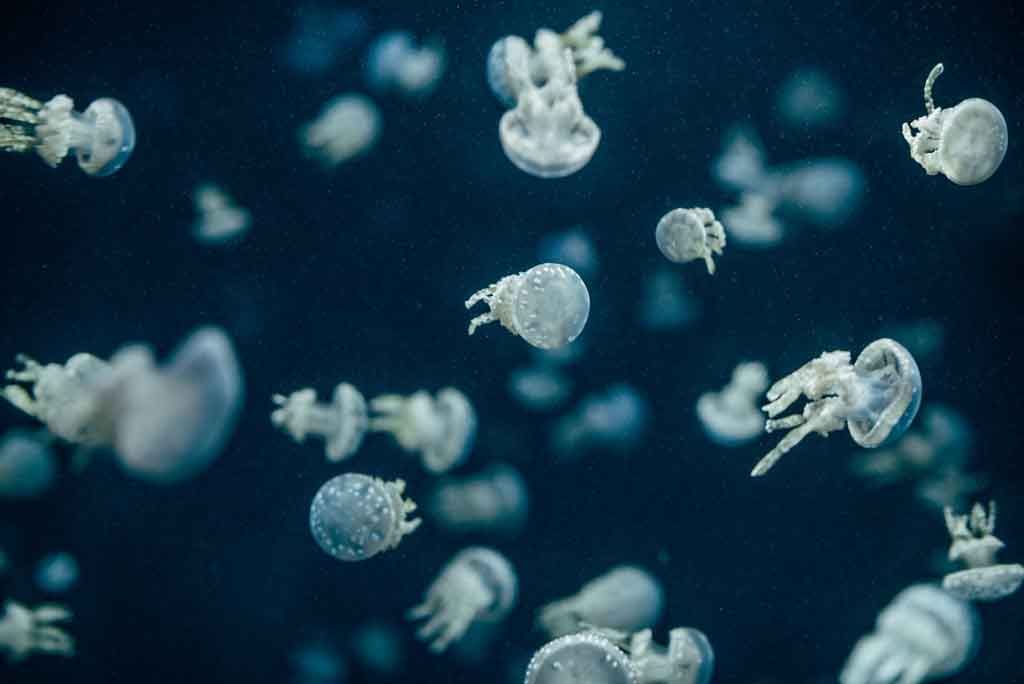 O que fazer em Vancouver Aquarium