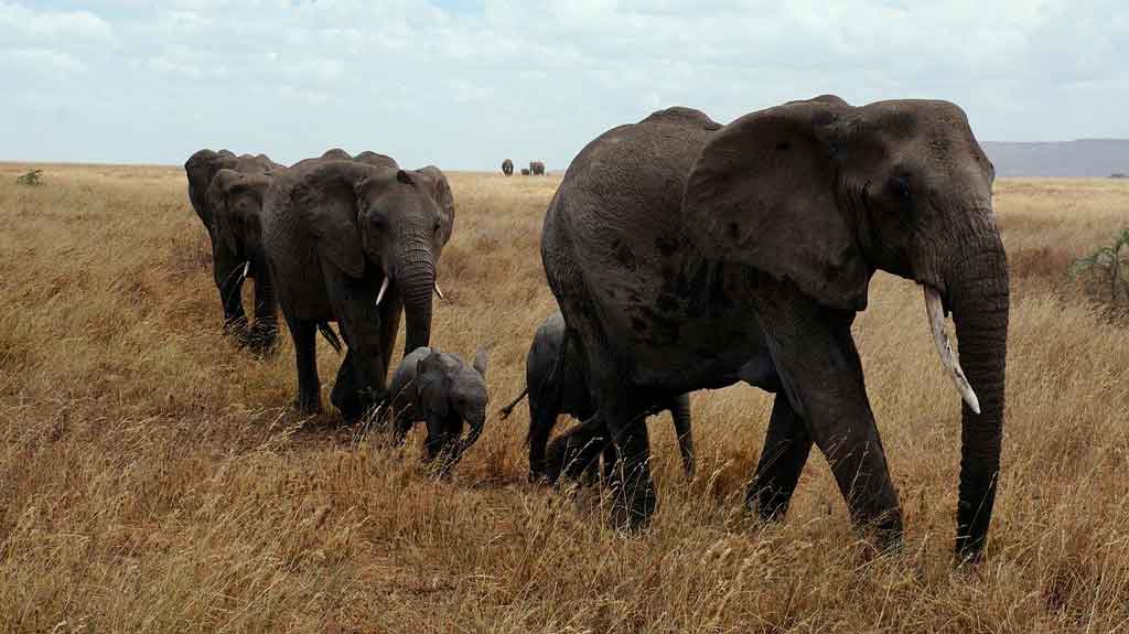 Tanzânia serengeti