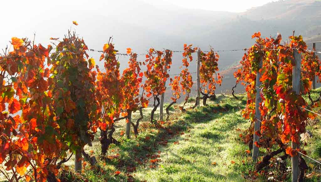 Évora Portugal vinicolas