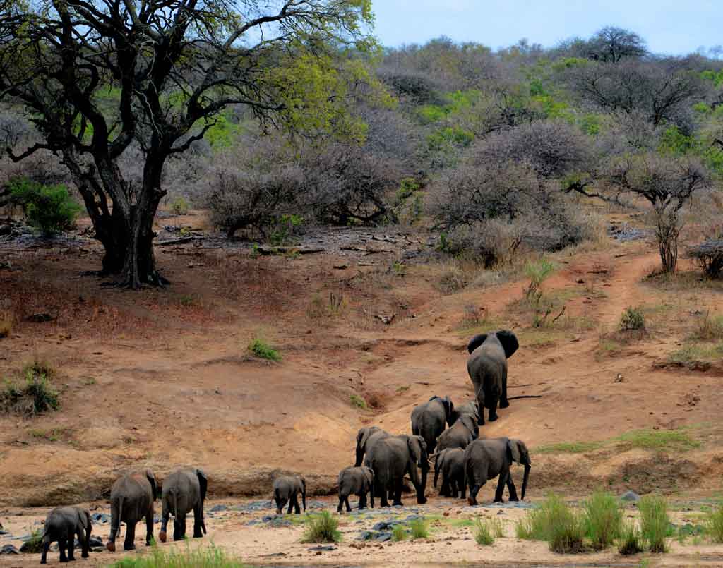 Zimbabwe moeda Mana Pool National Park