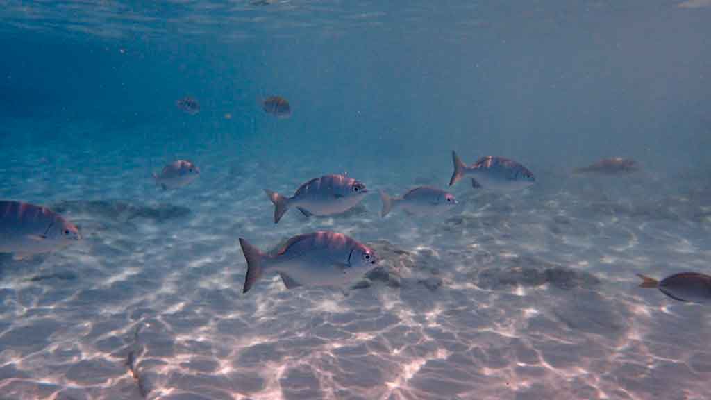 O que fazer em Cozumel mergulho