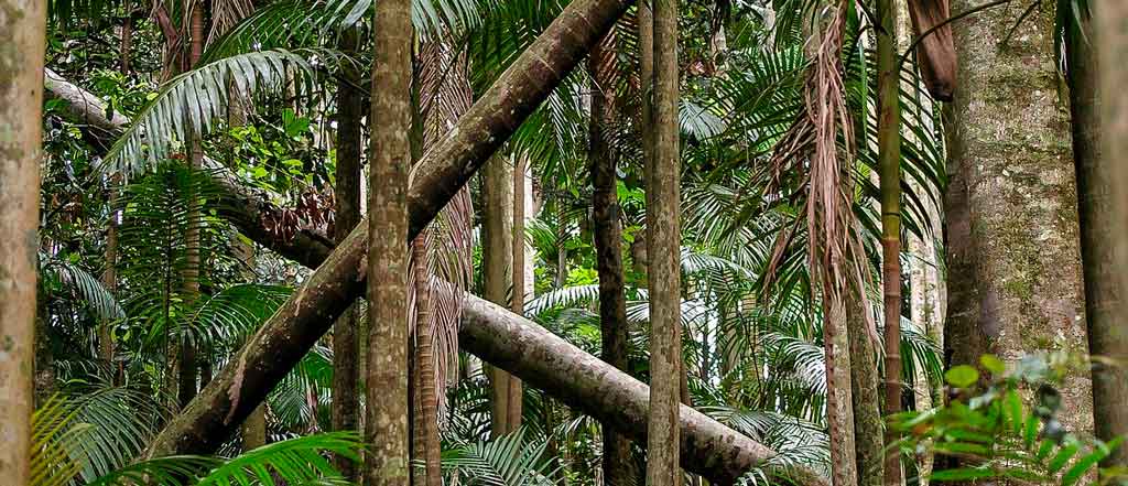 O que fazer em Queensland floresta daintree