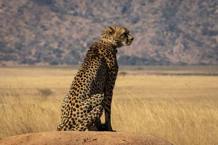 Cheetah's Rock