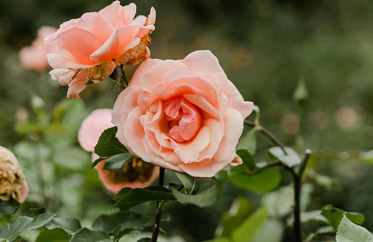 Jardim das Rosas de Portland