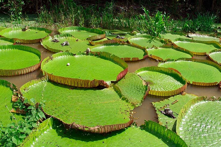 Viagem para Amazônia: dicas