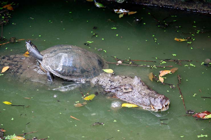 Barbados Wildlife Reserve