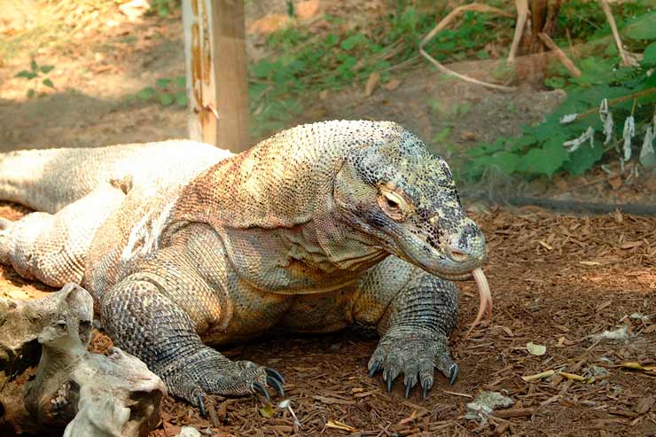 Dragão de Komodo: curiosidades