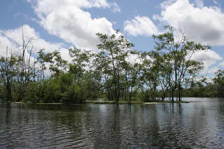 Reserva Natural do Suriname Central